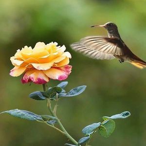 Meet your Posher, Ronaldanddiane